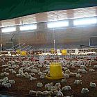 ������ֳ��ů����